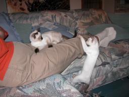 tara & emma - cat furniture 10